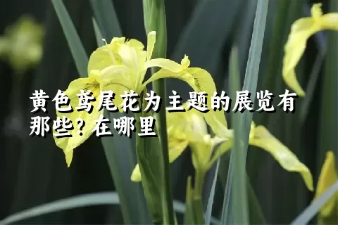 黄色鸢尾花为主题的展览有那些？在哪里