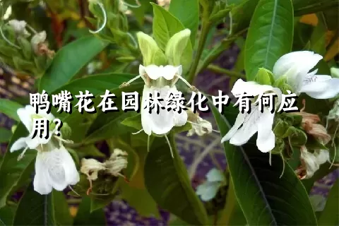 鸭嘴花在园林绿化中有何应用？