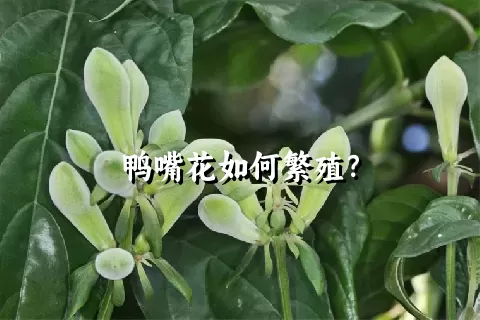 鸭嘴花如何繁殖？
