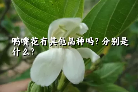 鸭嘴花有其他品种吗？分别是什么？