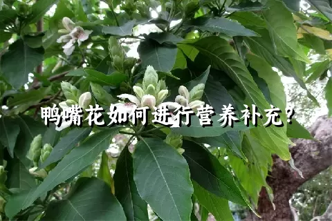 鸭嘴花如何进行营养补充？