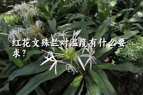 红花文殊兰对温度有什么要求？