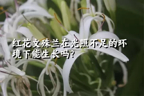 红花文殊兰在光照不足的环境下能生长吗？
