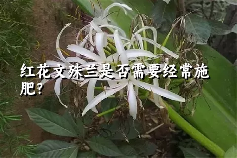 红花文殊兰是否需要经常施肥？