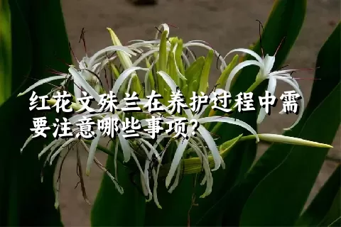 红花文殊兰在养护过程中需要注意哪些事项？
