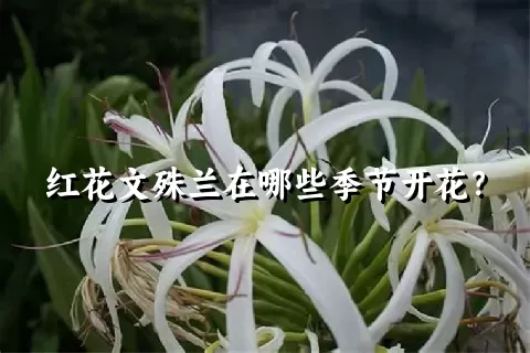 红花文殊兰在哪些季节开花？