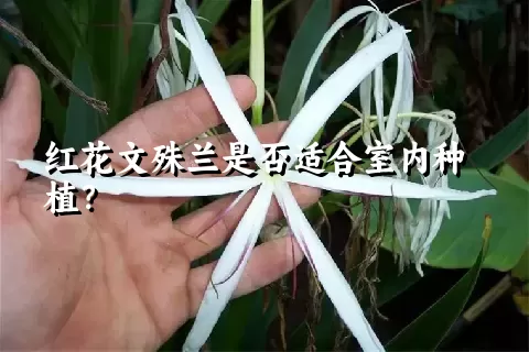 红花文殊兰是否适合室内种植？