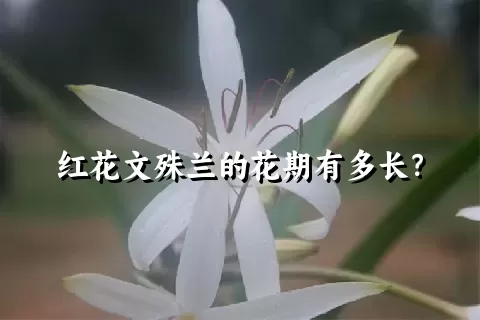 红花文殊兰的花期有多长？