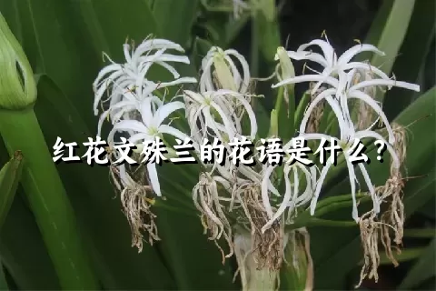 红花文殊兰的花语是什么？