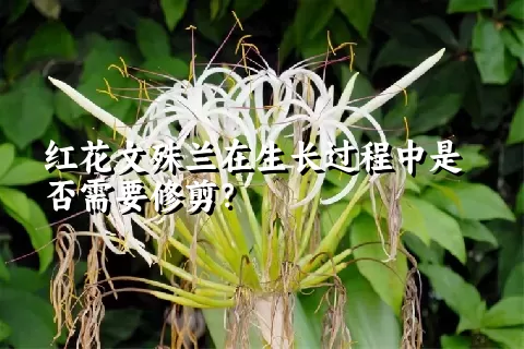 红花文殊兰在生长过程中是否需要修剪？