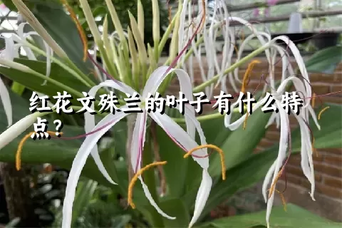 红花文殊兰的叶子有什么特点？
