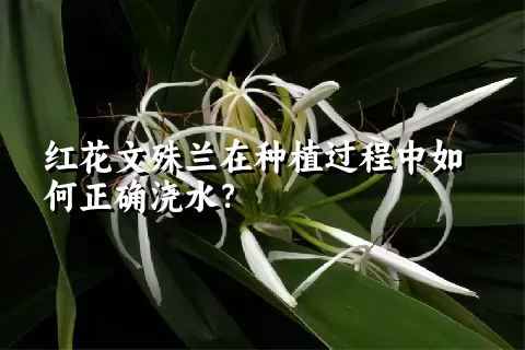 红花文殊兰在种植过程中如何正确浇水？