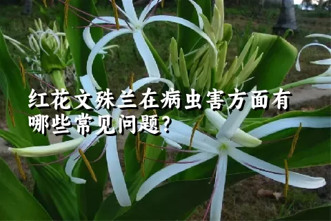 红花文殊兰在病虫害方面有哪些常见问题？