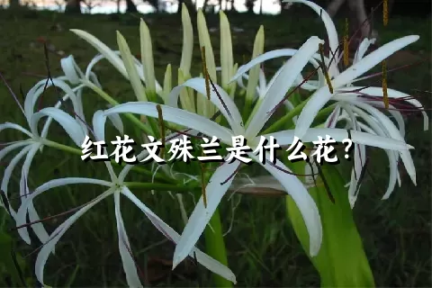 红花文殊兰是什么花？
