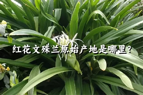 红花文殊兰原始产地是哪里？