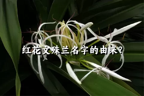 红花文殊兰名字的由来？