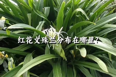 红花文殊兰分布在哪里?