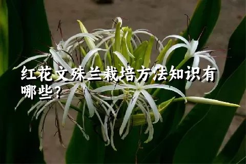 红花文殊兰栽培方法知识有哪些？
