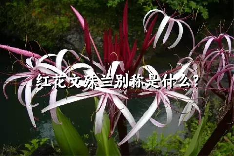 红花文殊兰别称是什么？