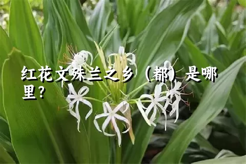 红花文殊兰之乡（都）是哪里？