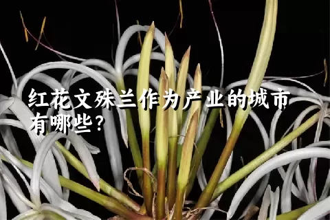 红花文殊兰作为产业的城市有哪些？