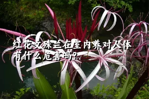 红花文殊兰在室内养对人体有什么危害吗？