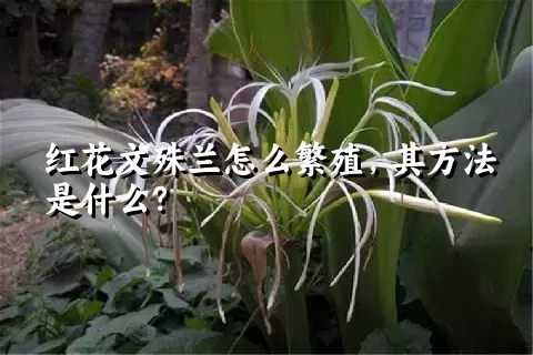 红花文殊兰怎么繁殖，其方法是什么？