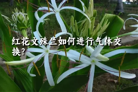 红花文殊兰如何进行气体交换？