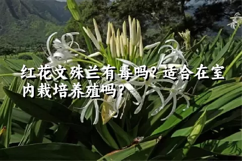 红花文殊兰有毒吗？适合在室内栽培养殖吗？