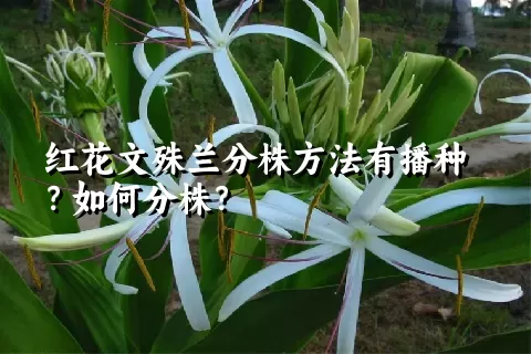 红花文殊兰分株方法有播种？如何分株？