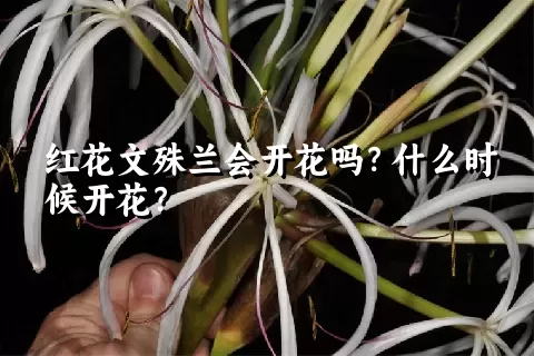 红花文殊兰会开花吗？什么时候开花？