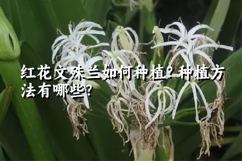 红花文殊兰如何种植？种植方法有哪些？
