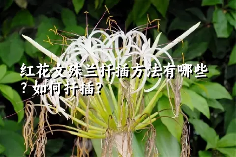 红花文殊兰扦插方法有哪些？如何扦插？