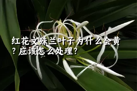 红花文殊兰叶子为什么会黄？应该怎么处理？
