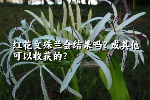 红花文殊兰会结果吗？或其他可以收获的？
