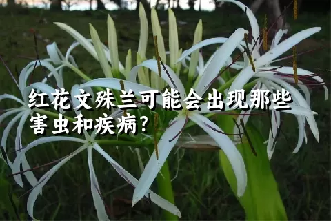 红花文殊兰可能会出现那些害虫和疾病？