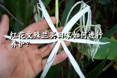 红花文殊兰买回家如何进行养护？