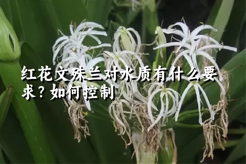 红花文殊兰对水质有什么要求？如何控制