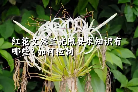 红花文殊兰光照要求知识有哪些？如何控制
