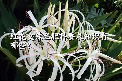红花文殊兰肥料要求知识有哪些？