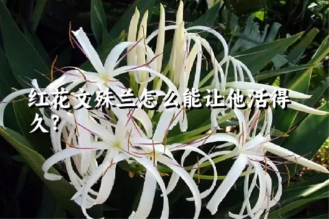红花文殊兰怎么能让他活得久？