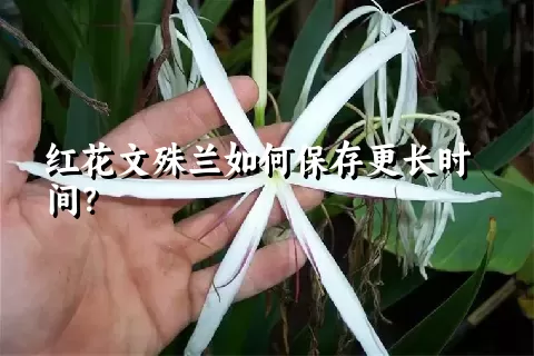 红花文殊兰如何保存更长时间？