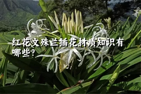 红花文殊兰插花材质知识有哪些？