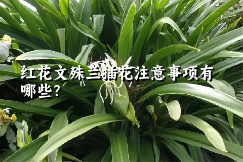 红花文殊兰插花注意事项有哪些？