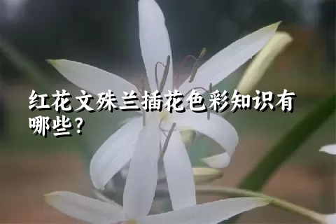 红花文殊兰插花色彩知识有哪些？