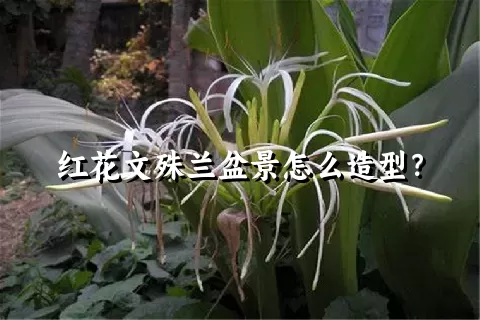 红花文殊兰盆景怎么造型？