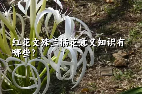 红花文殊兰插花意义知识有哪些？