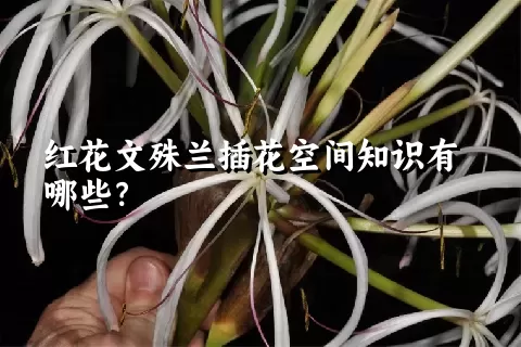 红花文殊兰插花空间知识有哪些？