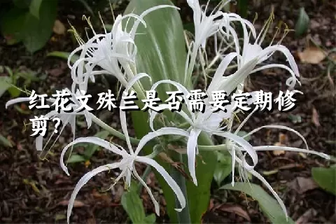 红花文殊兰是否需要定期修剪？