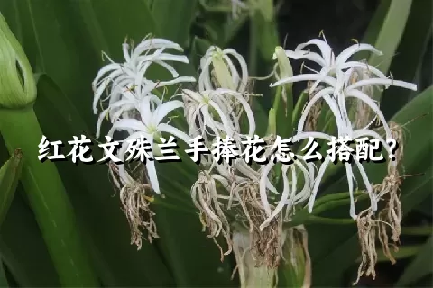 红花文殊兰手捧花怎么搭配？